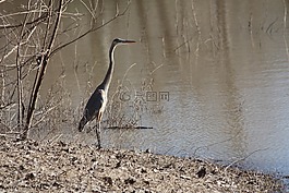 鷺,鳥(niǎo),湖