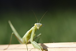 螳螂,特写,绿色