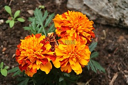 花,花園,植物群