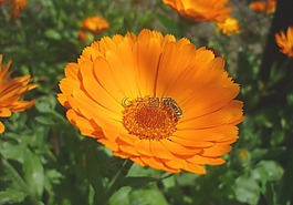 萬壽菊,花卉,黃色