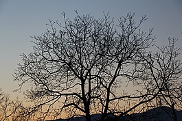 木材,茄子,冬季