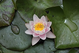 花,粉紅色,雨下落