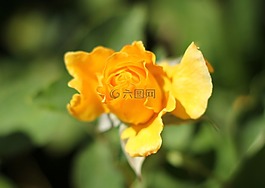 黃玫瑰,花園,植物