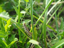 蚱蜢,昆蟲,夏季