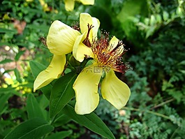 花卉,黃色,綠色