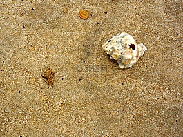 海灘,外殼,海