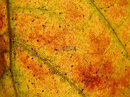 葉子,秋季,黃色