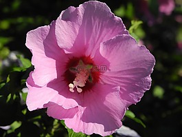 芙蓉,開花,粉紅色