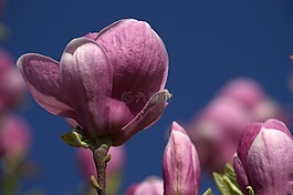 玉蘭,花,粉紅色