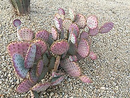 仙人掌,粉红色的仙人掌,植物