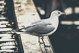 海鷗,鷗,鳥(niǎo)