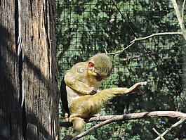 猴,猴子,動物園