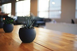 植物,室內植物,室內