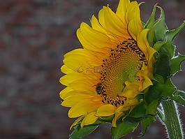 太陽花,黃色,開花