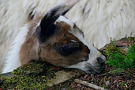 動物,哺乳動物,動物區(qū)系