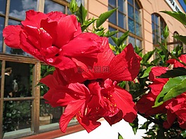 花卉,红色,植物