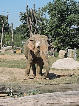 象,老,動物園
