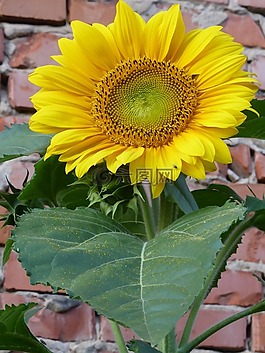 太陽花,黃色,開花