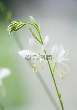 白,綠色,自然