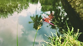 蜻蜓,草,昆蟲