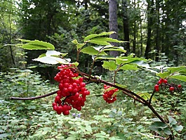 贝里,红色,森林