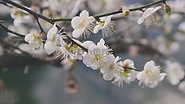 梅花,花,花瓣