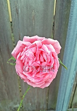 玫瑰,植物,花