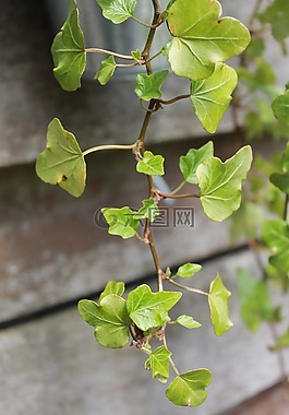 花園,性質(zhì),綠色
