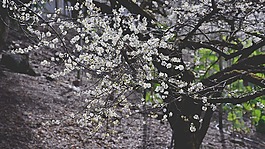 梅花,花,情境