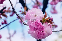 粉红色,花,树