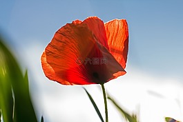 罌粟,紅色,開花