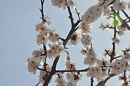 山西,杏花,開放