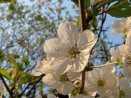 櫻花,春天,櫻桃