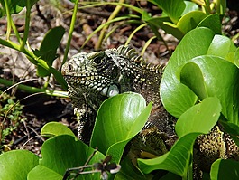 鬣鱗蜥,爬行動物,野生