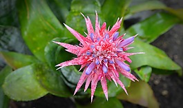 鳳梨,開花,粉紅色
