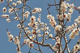 山西,杏花,開放
