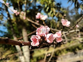 花,桃子,自然