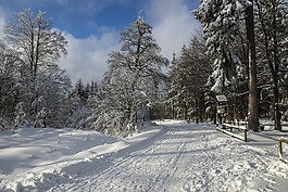 冬天,雪,寒冬