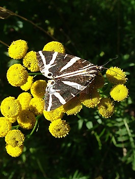 蝴蝶,花,夏季