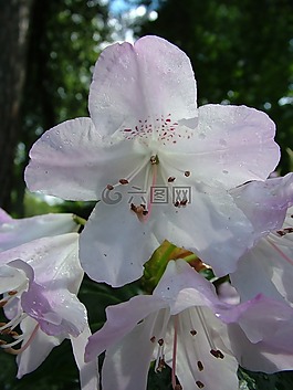 杜鵑,開花,春天