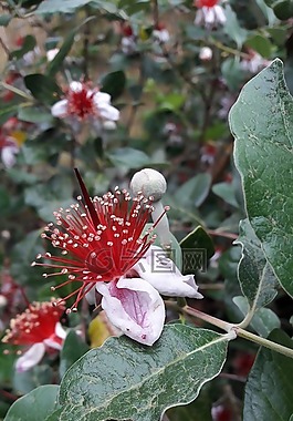 果,鮮花,顏色粉色