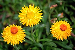 秸稈花,鮮花,黃色