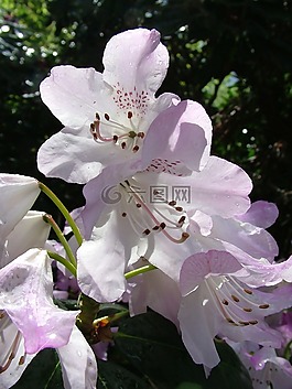 杜鵑,開花,春天