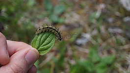 卡特彼勒,綠色,葉子