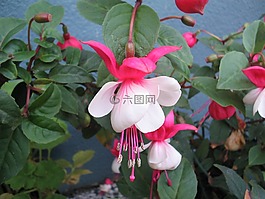 鲜花,植物,紫红色