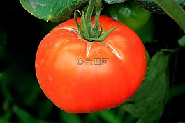 番茄,紅色,蔬菜