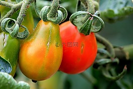 番茄,紅色,蔬菜