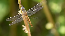 昆蟲,蜻蜓,戶外