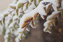 雪,覆蓋,分支機構