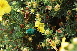 甲蟲,鮮花,綠色